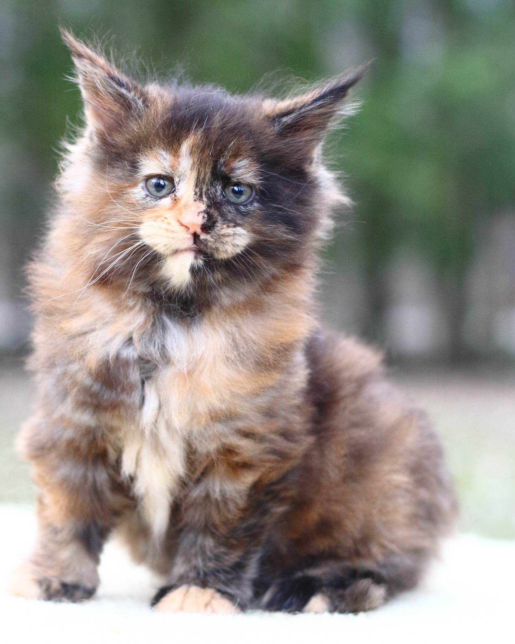 A days-old tortoiseshell kitten being weighed in cupped hands — placeholder.