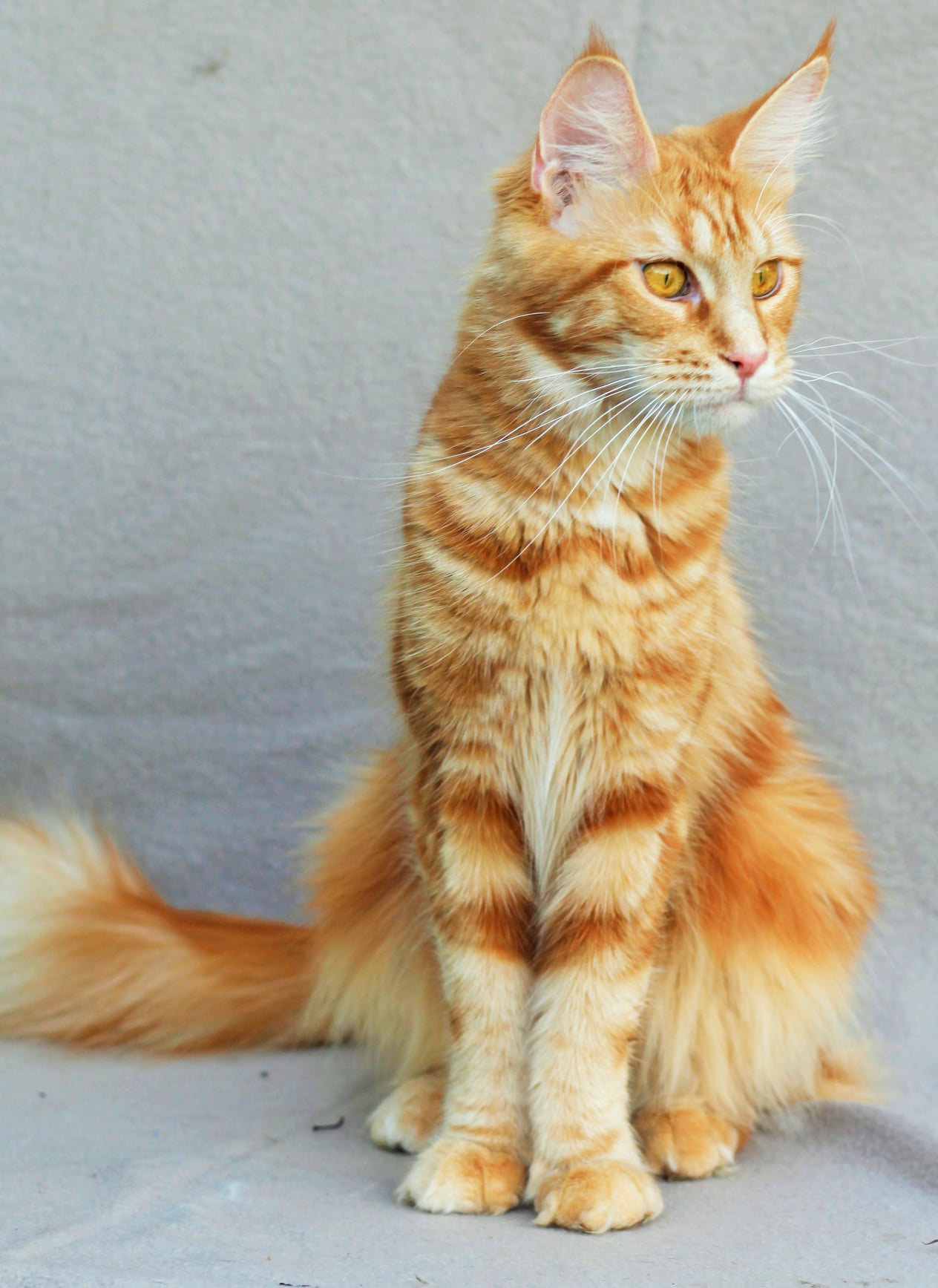 Z-COON's Magnolia, a long-haired tabby queen seated in profile — placeholder.