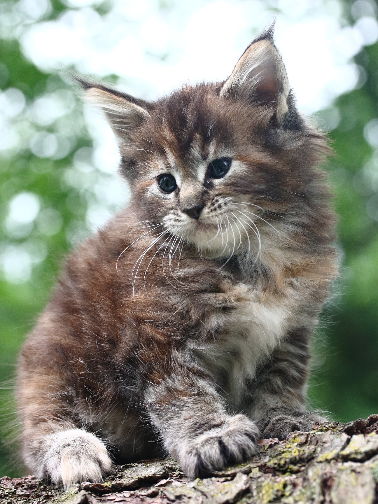 Amélie, a brown classic tabby kitten — placeholder.