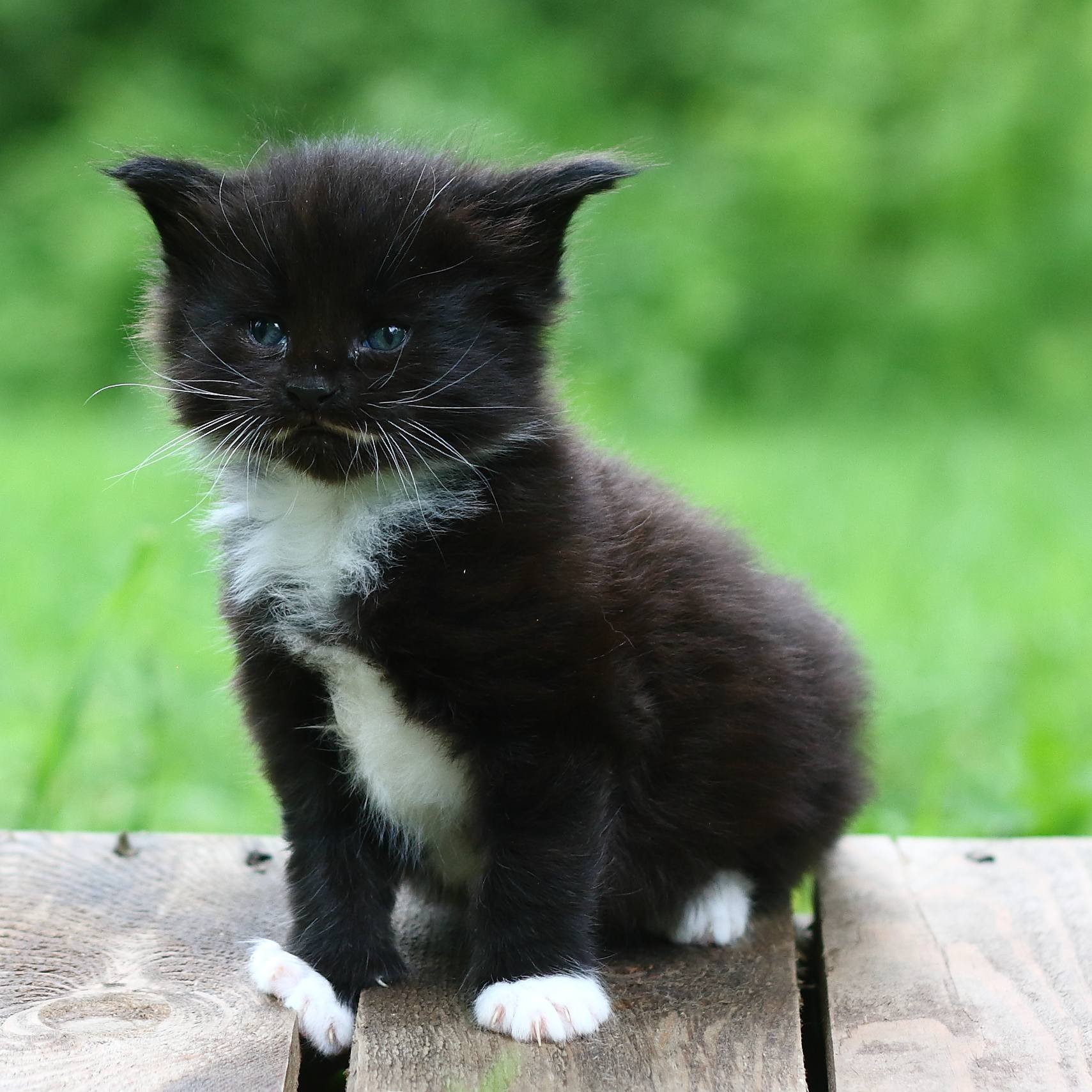 Bisou, a blue smoke kitten — placeholder.