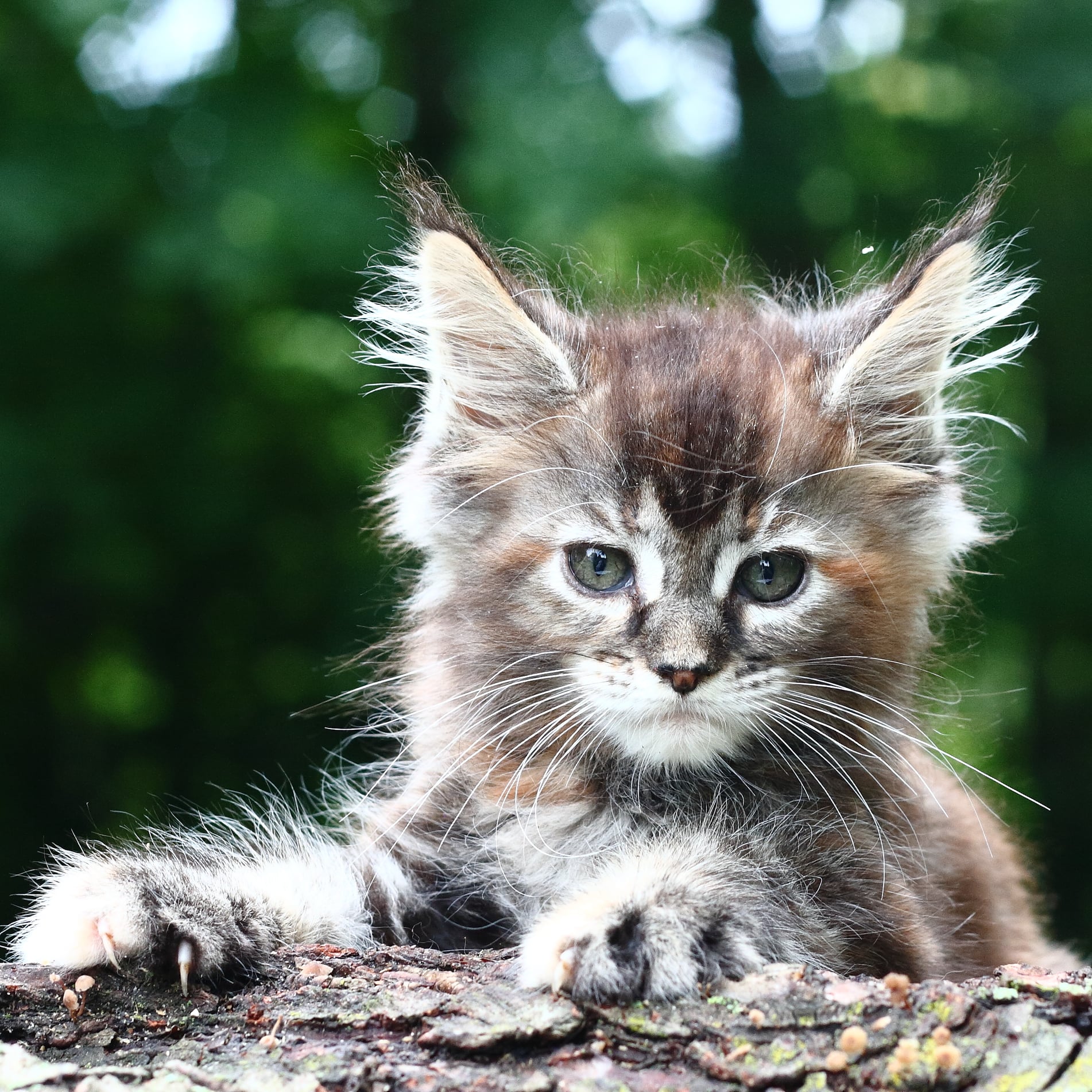 Cèdre, a silver mackerel kitten — placeholder.