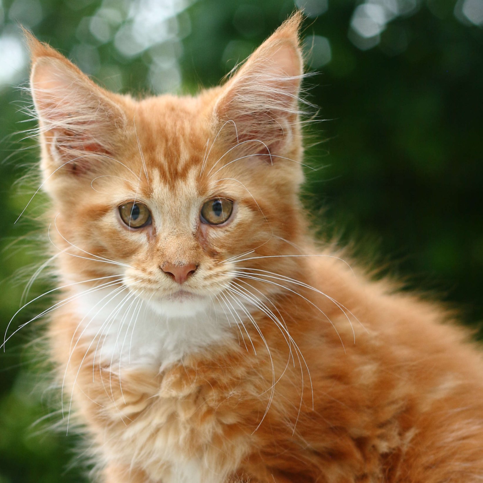 Doré, a red and white kitten — placeholder.
