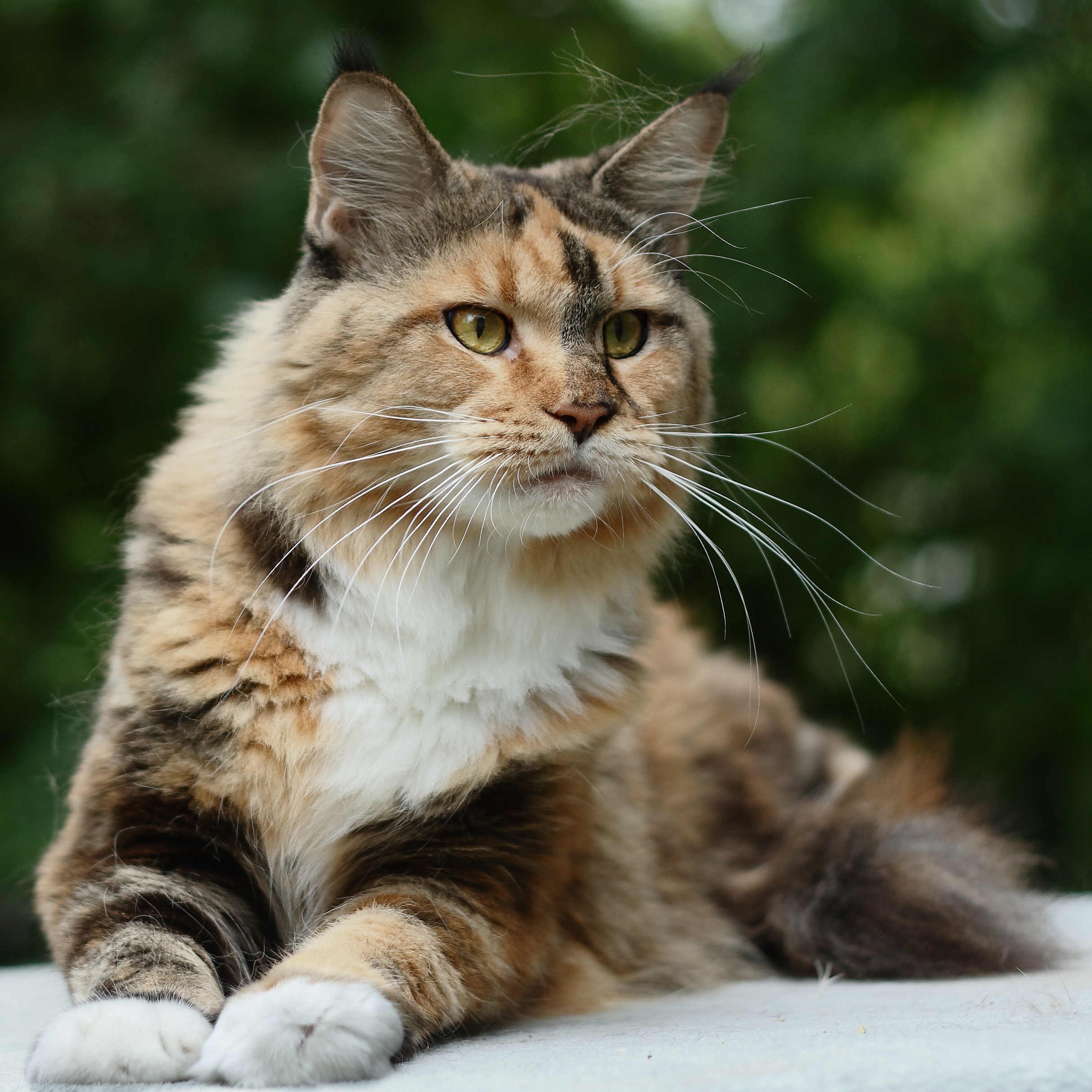 The Songbird litter's queen, Magnolia — placeholder.