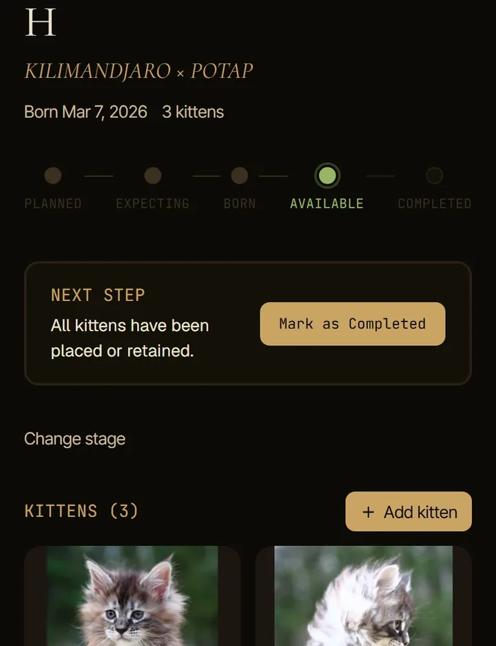 The Clowder app showing litter H, Kilimandjaro by Potap, with its stage pipeline and kittens.