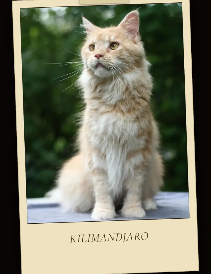 Kilimandjaro's public profile on the Z-COON website, with her photo and registration.