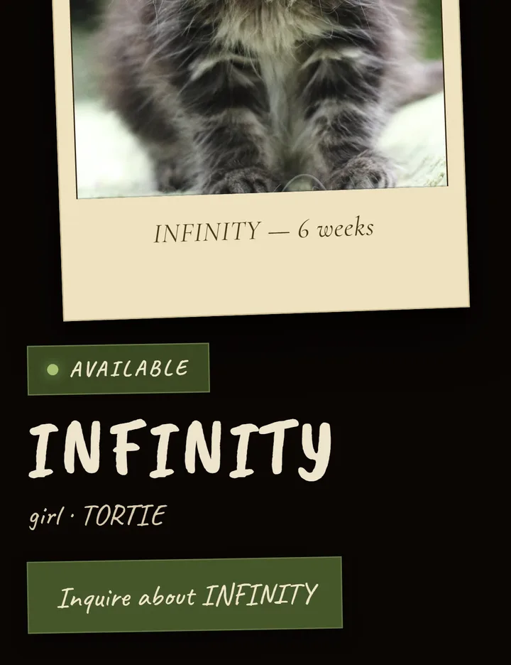 Infinity's public page on the Z-COON website, marked Available with an Inquire button.