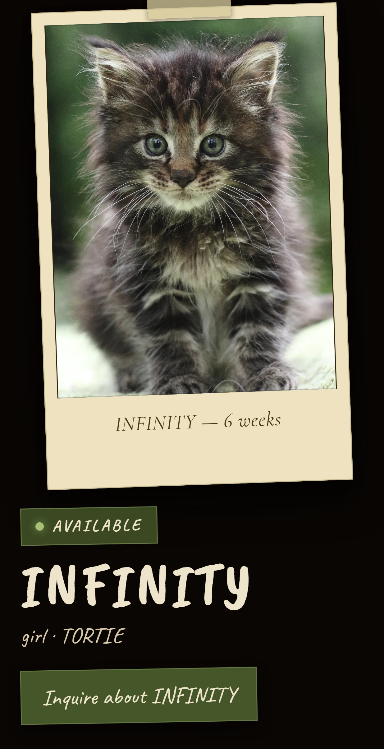 Z-COON’s public page for the kitten Infinity, marked Available with an Inquire button.