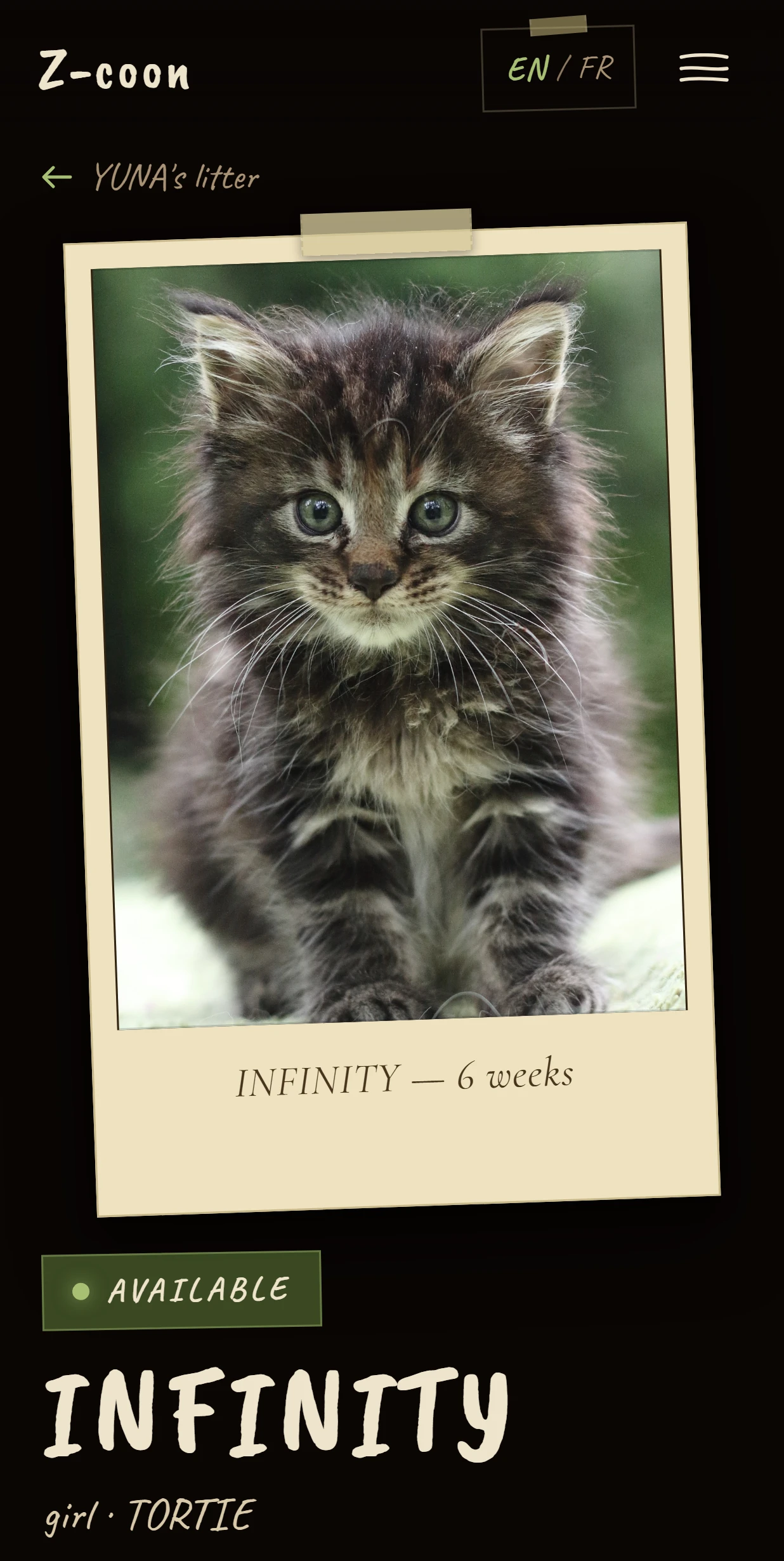 Z-COON’s public page for the kitten Infinity, marked Available with an Inquire button.