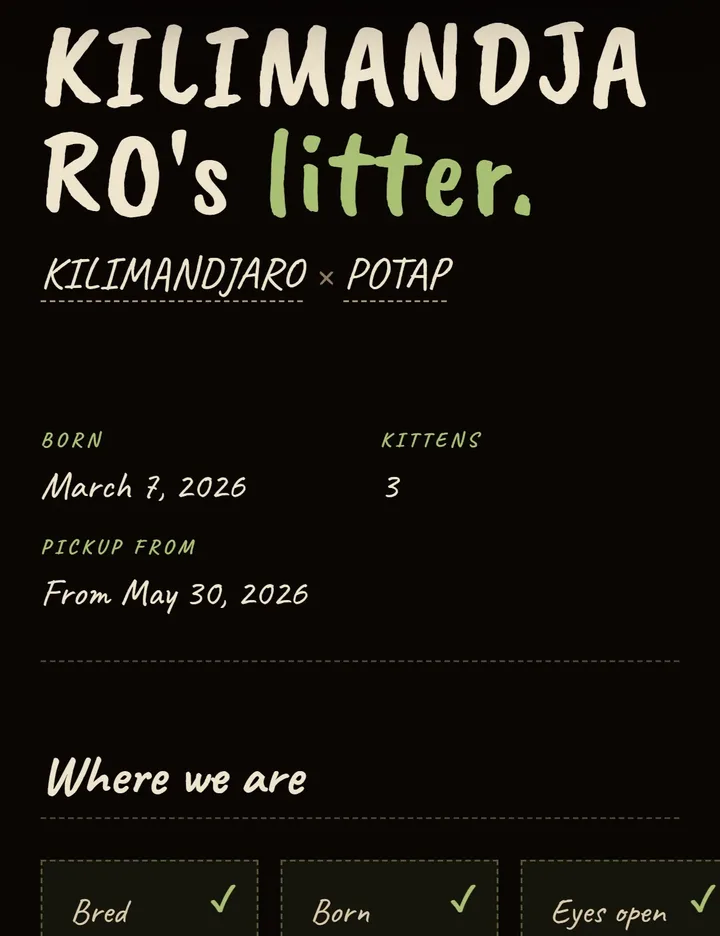 Litter H's public page on the Z-COON website, listing the same kittens.