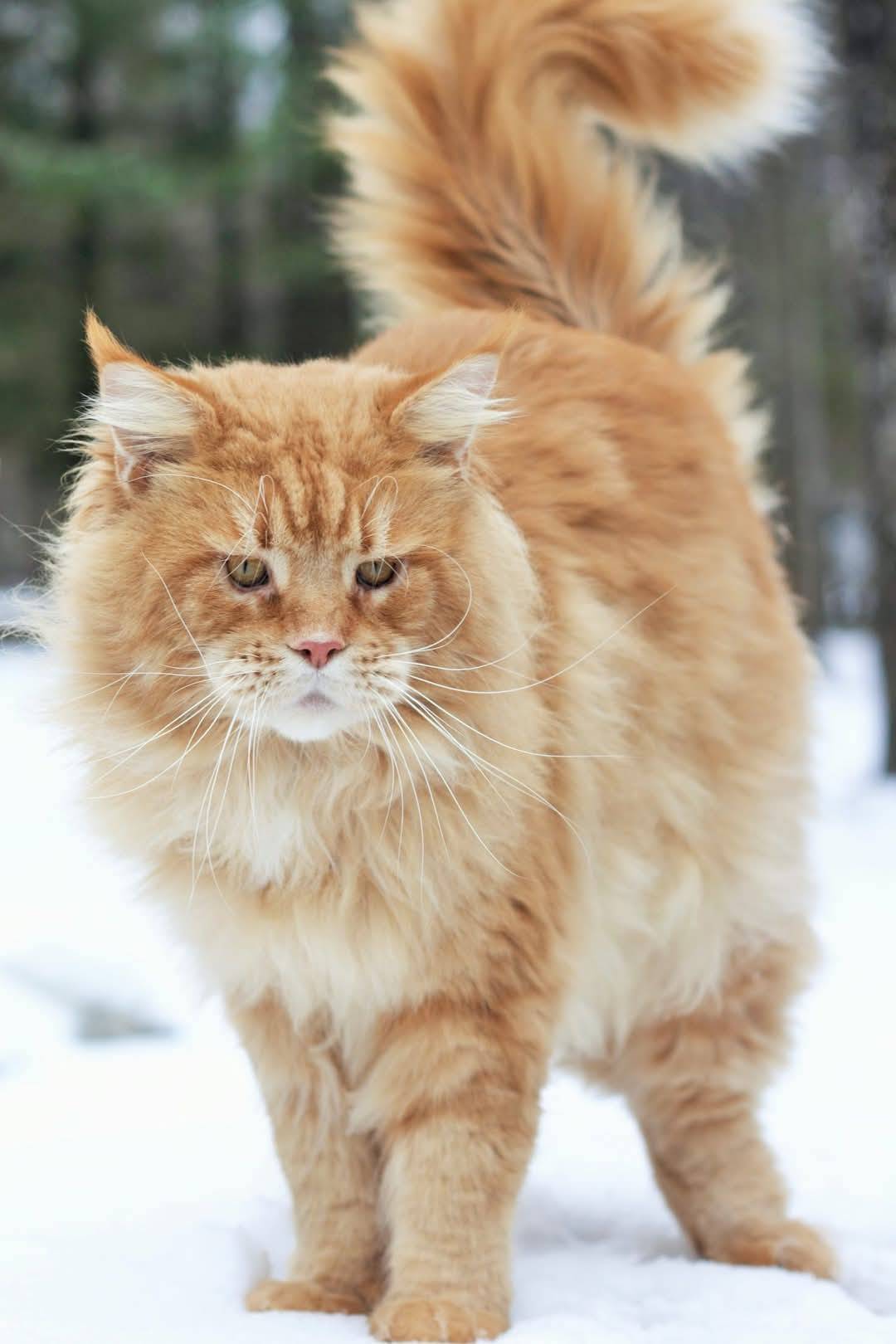 A long-haired cat looking up, mid-step — placeholder.