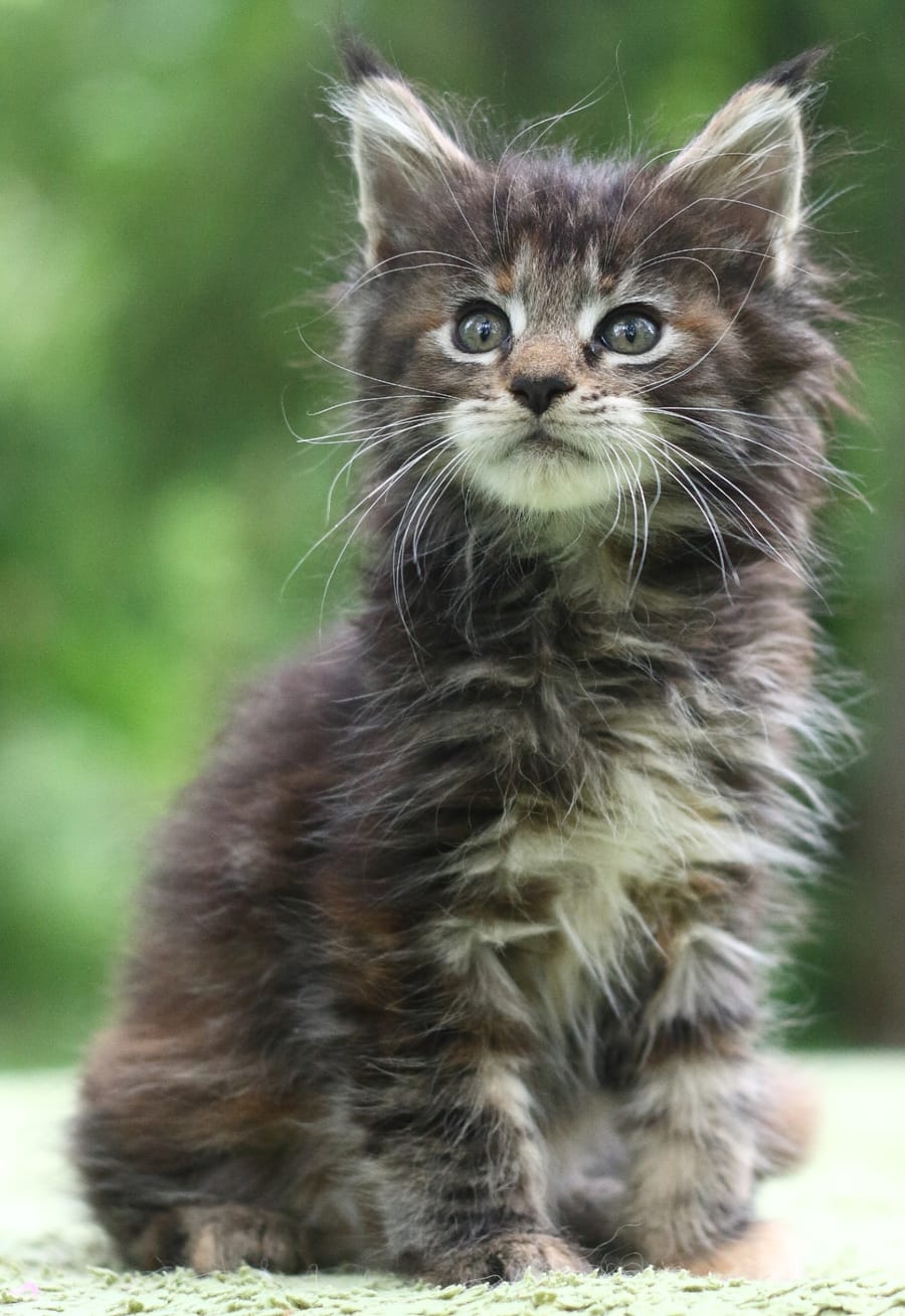 A Z-COON tortie Maine Coon kitten from Yuna's litter.